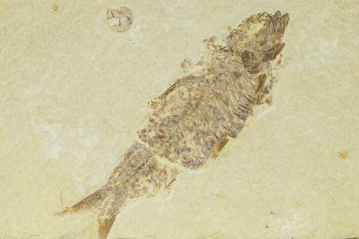 Detailed Fossil Fish (Knightia) - Wyoming #334069